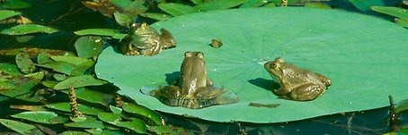 Kream 🐸 Vgen banner