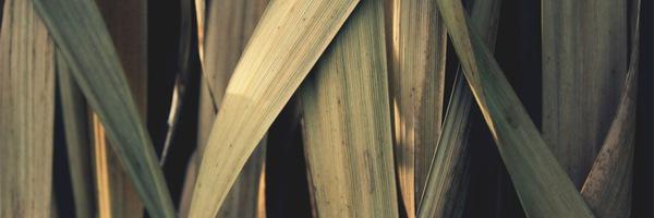 trxyetears's profile banner image
