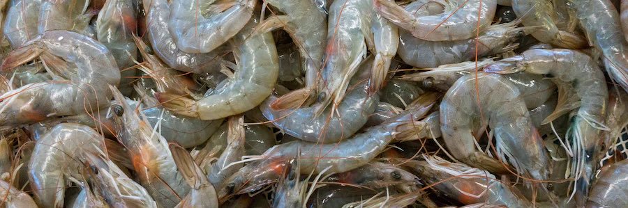 Kosher Shrimp ✡️ 🇵🇸 banner