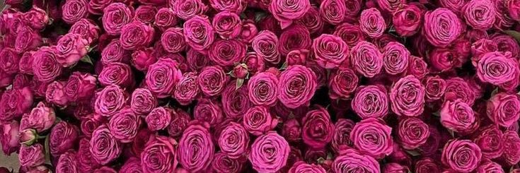 * 𝒪𝐢𝐳𝐲𝐬. banner