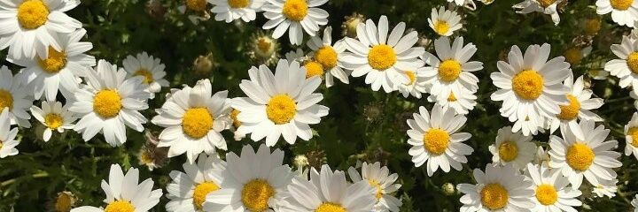 insmwt's profile banner image