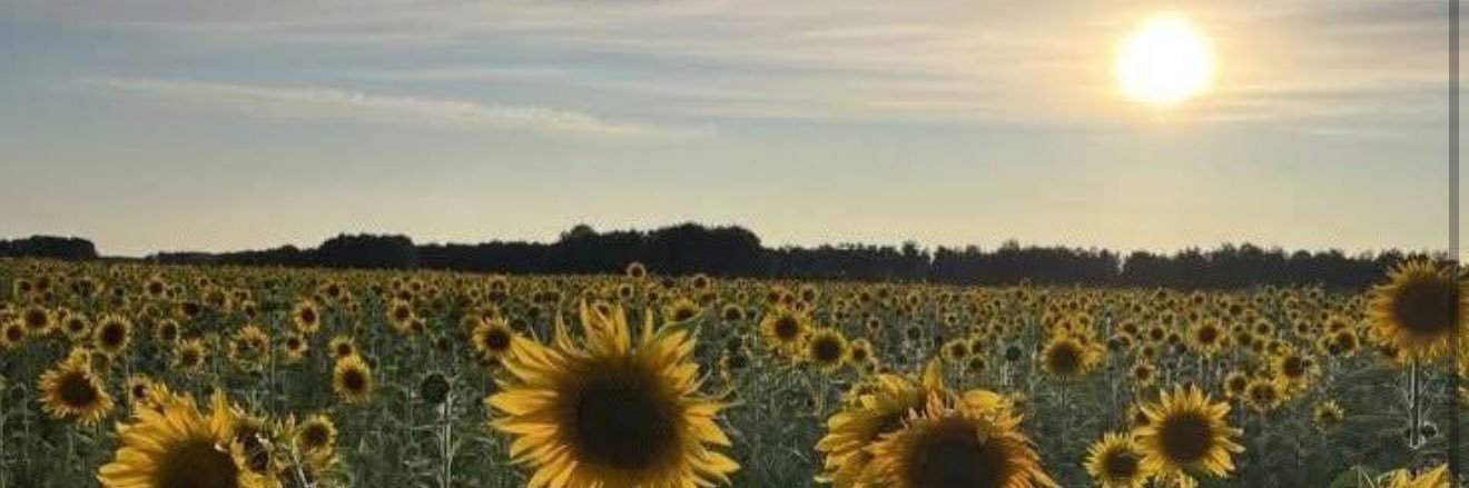 ladyaonny's profile banner image