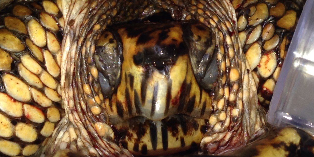 Matt Allender banner