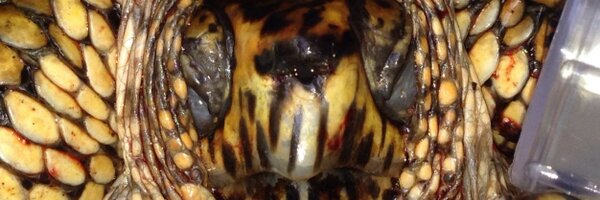 Turtle_Doc Profile Banner