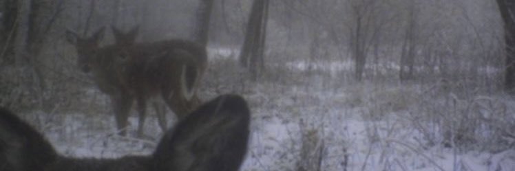 ナナ༉‧₊˚✧ banner