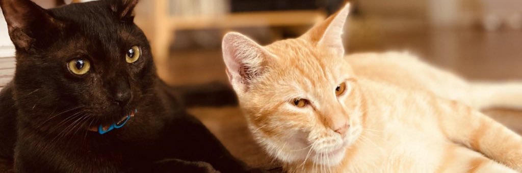vevevefefefe's profile banner image