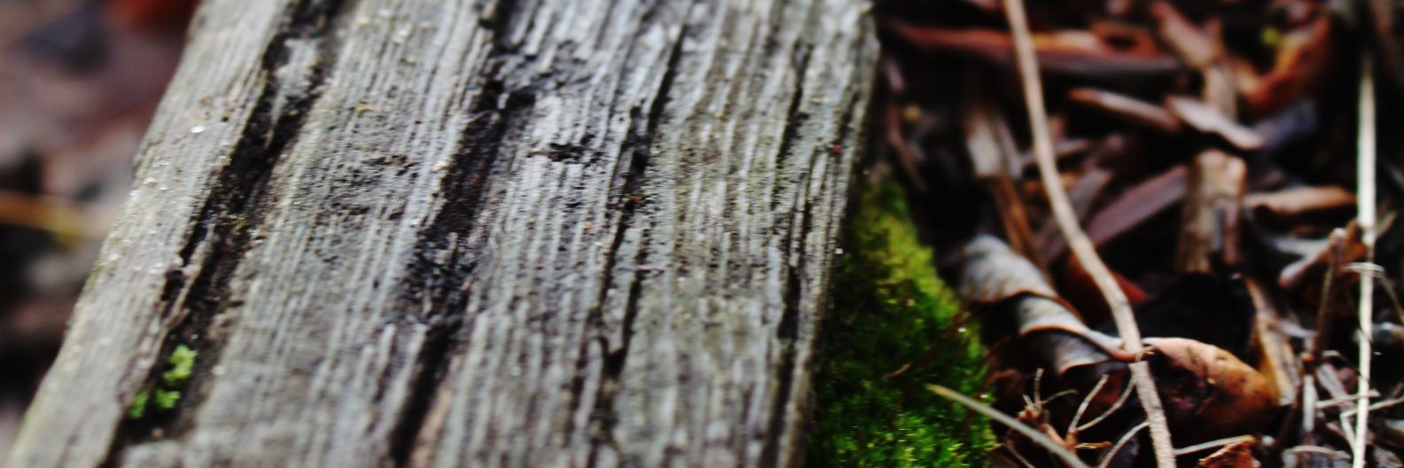 wood_jacque's profile banner image