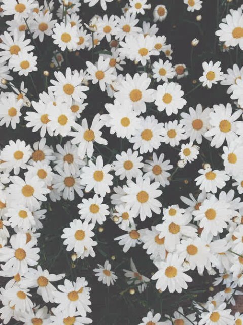 Cayflin's profile banner image