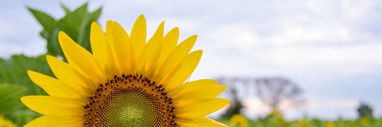 tarr ຂີ້ດື້ banner