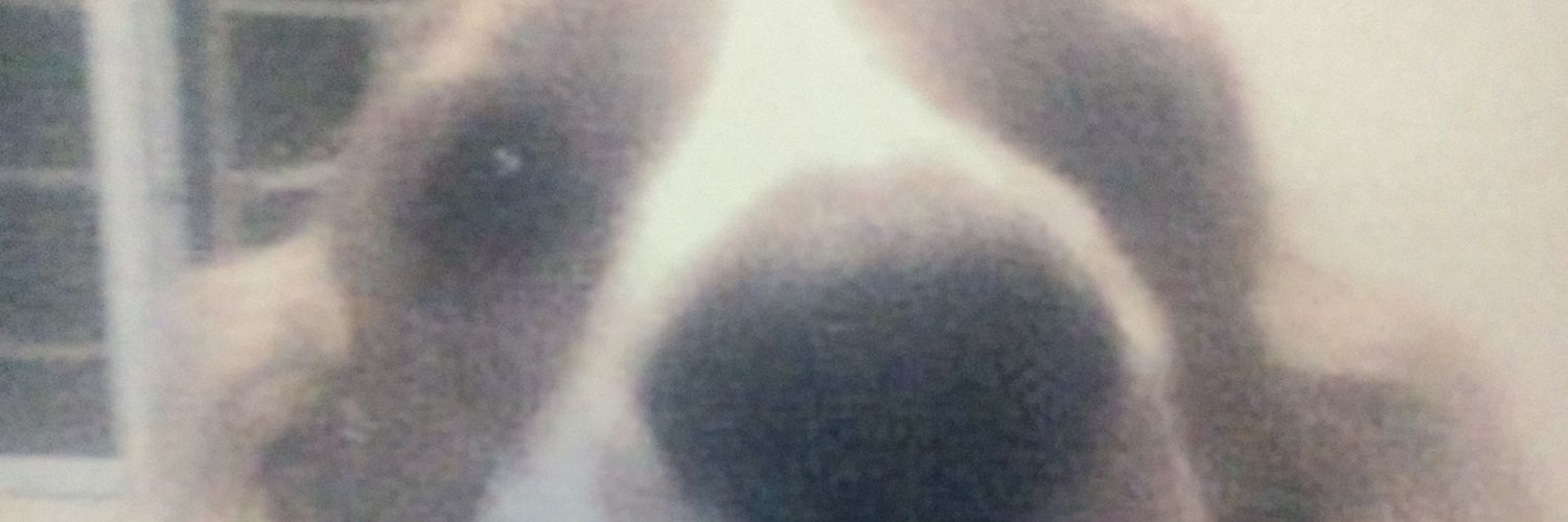 Lizzyp_Md's profile banner image