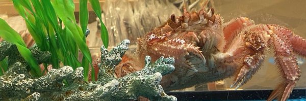 Aojiru2581 Profile Banner