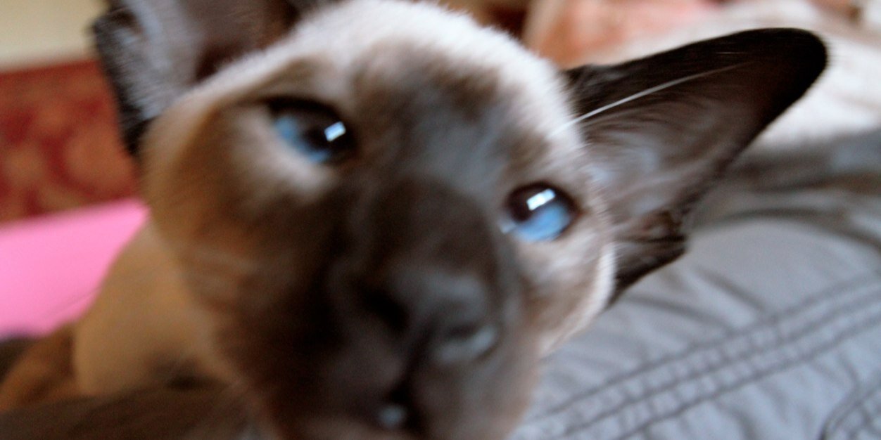 AlanatKevins's profile banner image