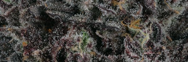 LitFarms Profile Banner