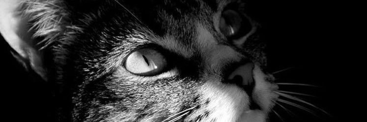 zuzy23's profile banner image