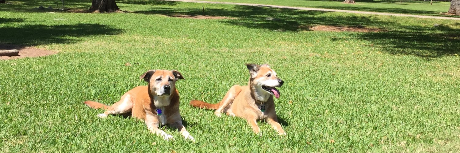 Shea Sullivan banner