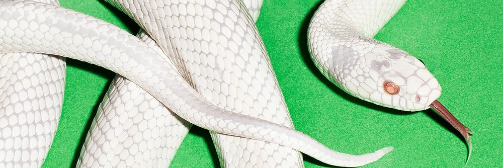 Jane banner