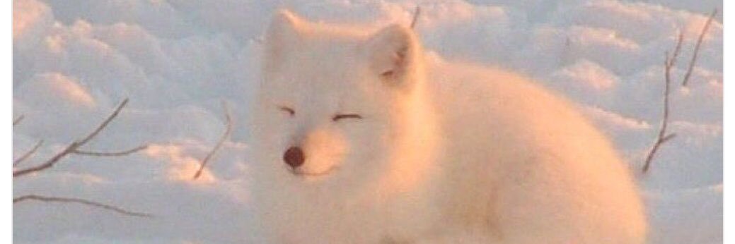 Arctic_Lemming's profile banner image