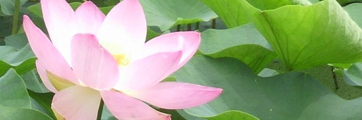 hato_k's profile banner image