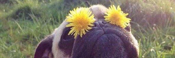 cassadeedeedee's profile banner image