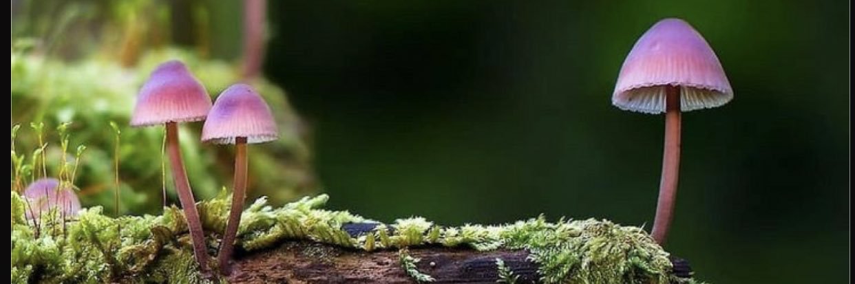 MorganNelson123's profile banner image