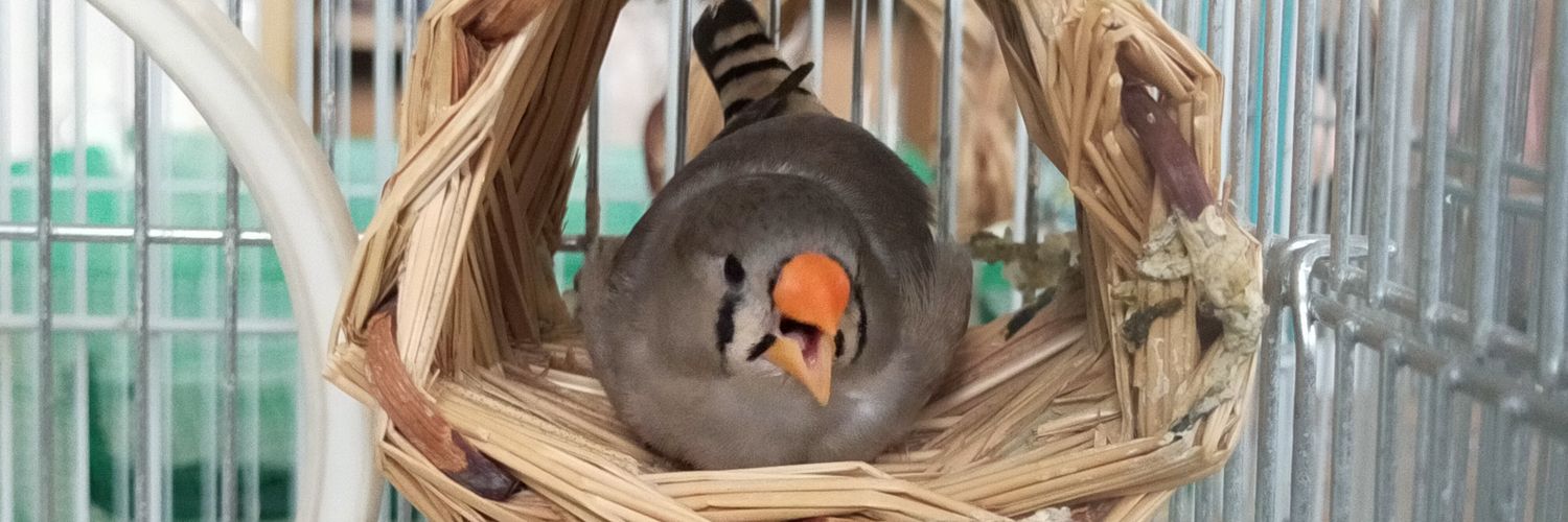 ࿉ 𓅰おぬぢり𓅰࿉ banner