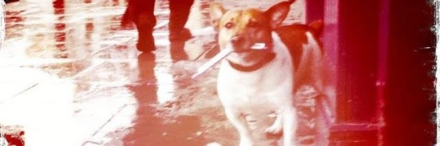 cdugdog's profile banner image