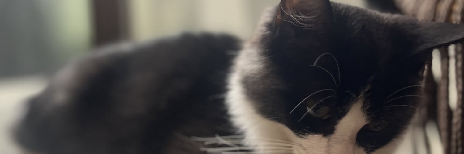 pirocoro's profile banner image