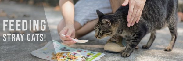 Felis Domestica Profile Banner