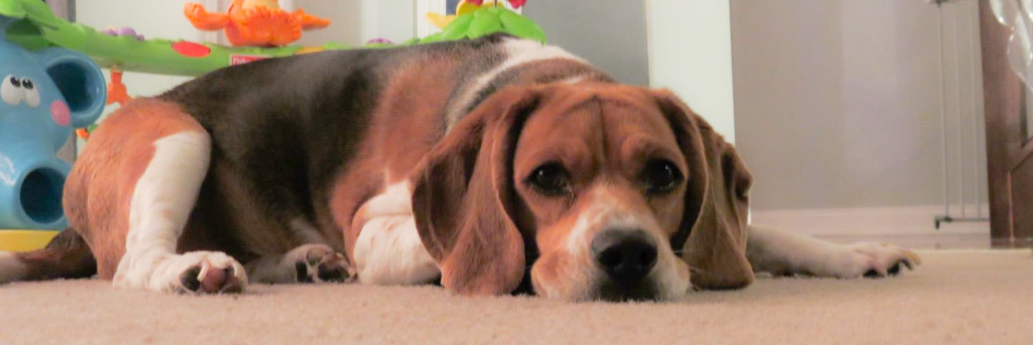 LizThomas's profile banner image