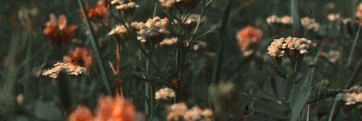 stephstn's profile banner image
