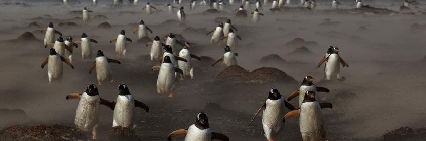 Mihaela Bereza banner