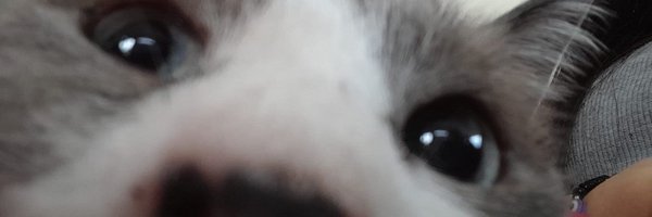 meluchinmn Profile Banner