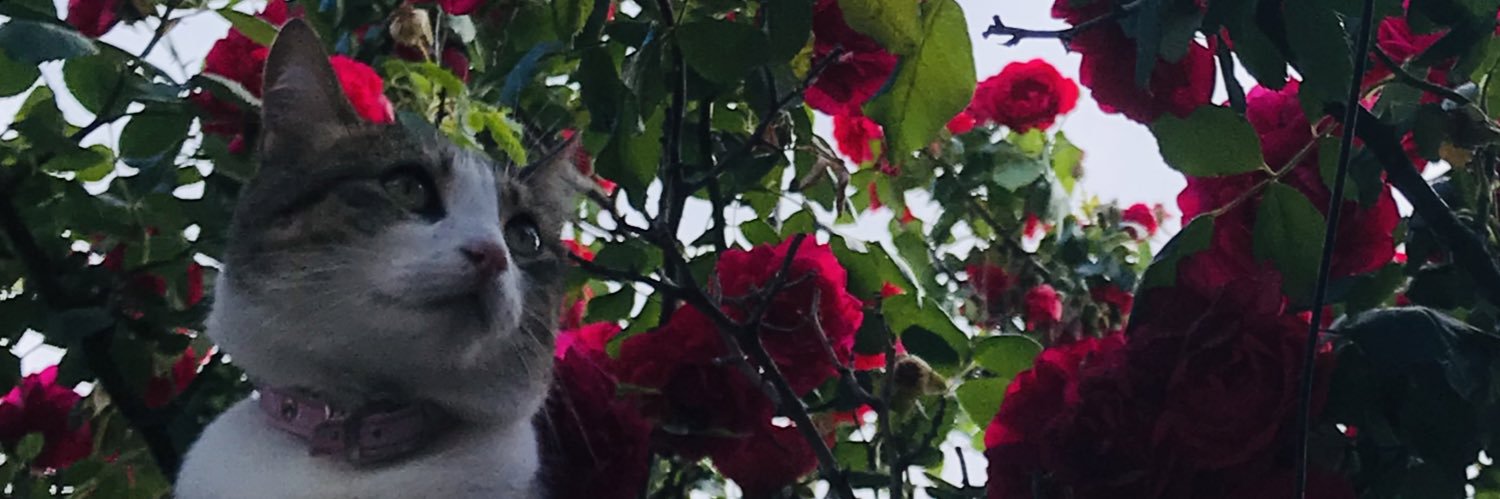 maitennnn_'s profile banner image