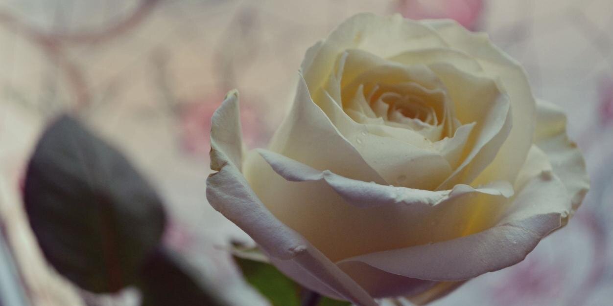 marinataemint's profile banner image