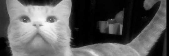 Loya_96's profile banner image