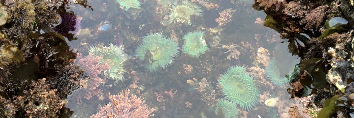 Dr. Rebecca F. Johnson banner