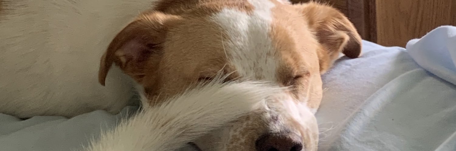 Ginatchi's profile banner image