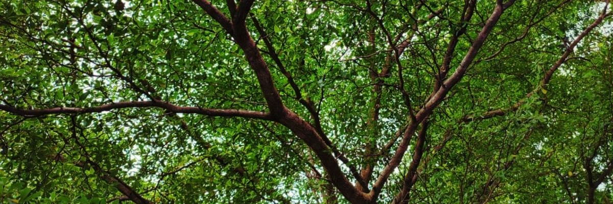 Cathyu🐈‍⬛ banner