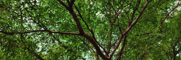 kitcathgreentea Profile Banner