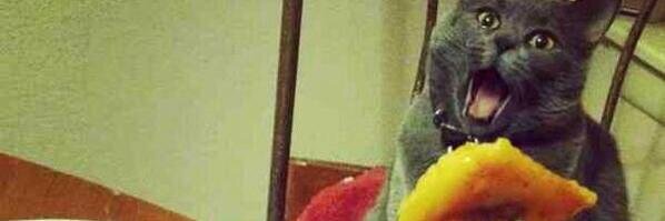 Hissyspit's profile banner image