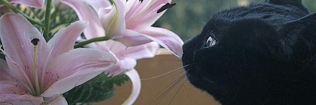 پری‌ناز banner