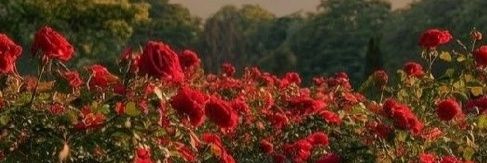 OFFICIAL FASHION banner