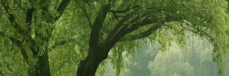 苦夏 banner