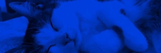 bunnyscurse's profile banner image