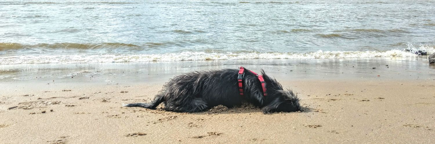 Benjamin Buchholz banner