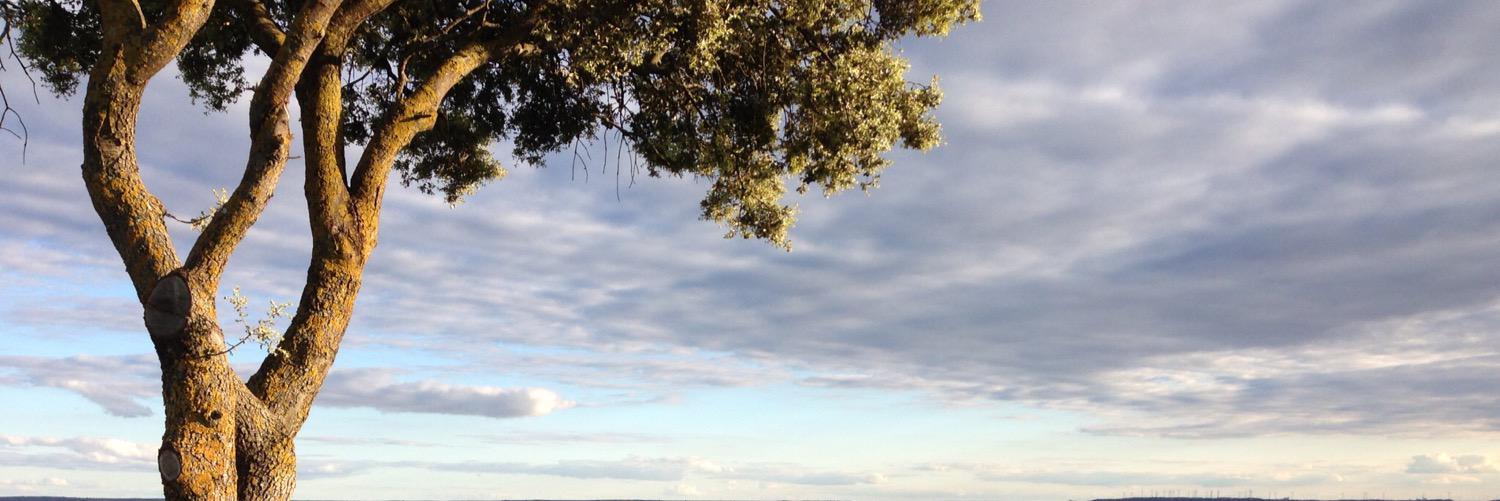 alejoroe's profile banner image