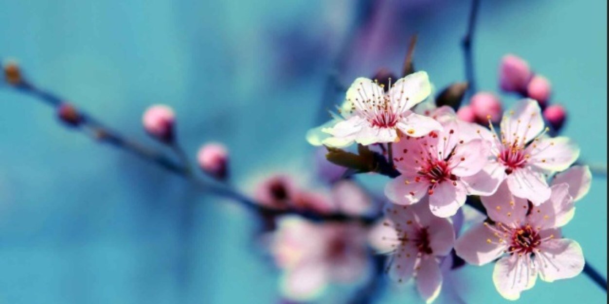 danielarod_7's profile banner image