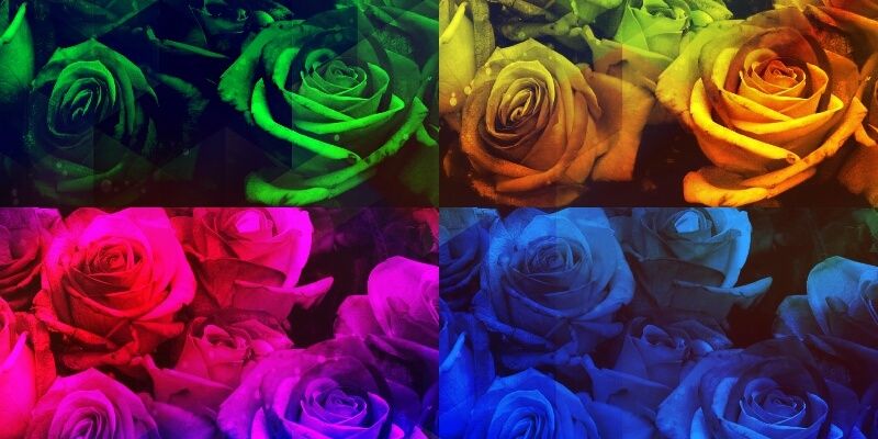 leesalu62's profile banner image