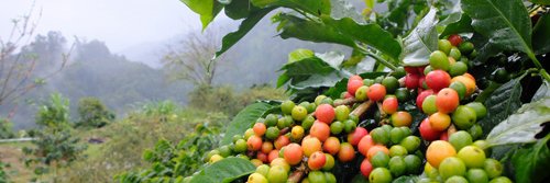 CoffeeDetective's profile banner image