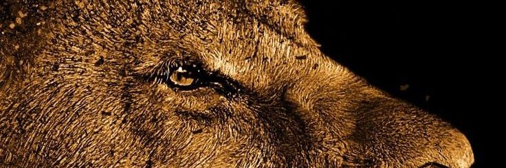 Aswini06's profile banner image